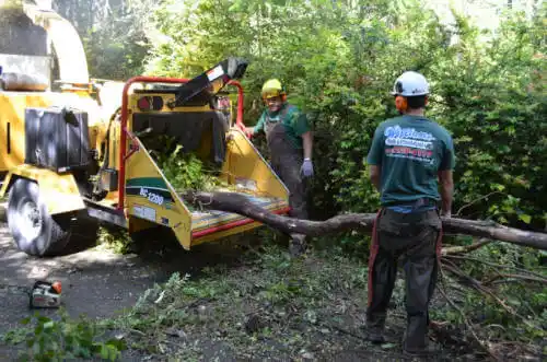 tree services Yolo